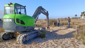 El Vendrell condiciona els espais de la platja de Coma-ruga per a la cria de fauna litoral