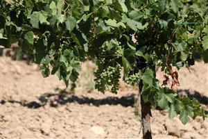 Els cellers del Penedès freguen la recuperació de visitants d'abans de la covid tot i la falta de turisme estranger