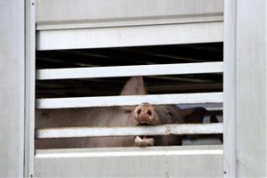 Els escorxadors hauran d'instal·lar càmeres per garantir el benestar animal i la seguretat alimentària. ACN