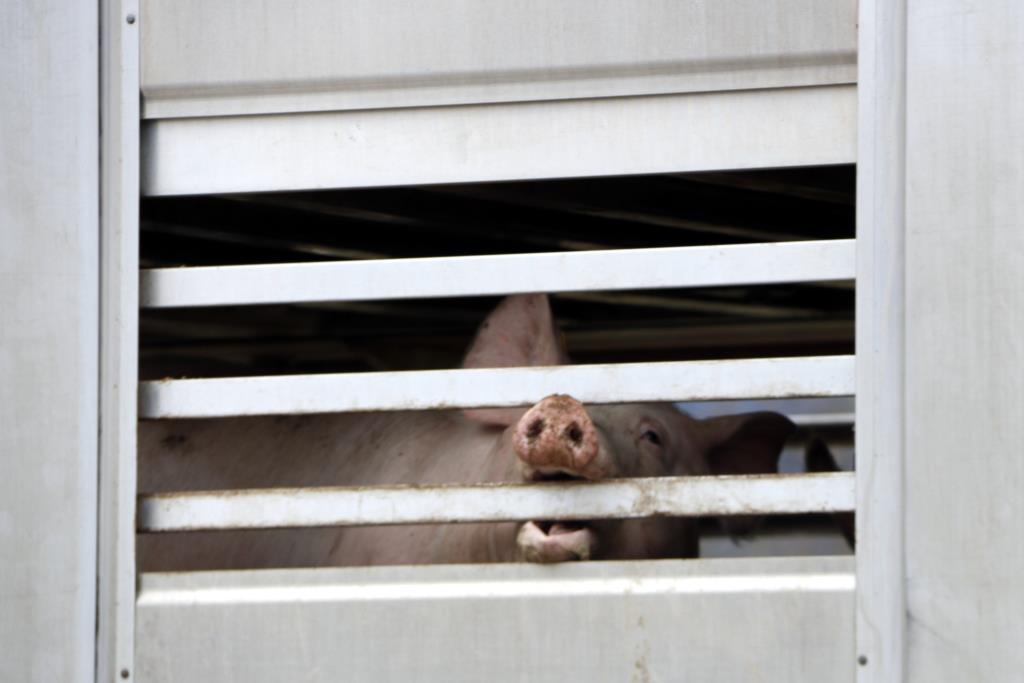 Els escorxadors hauran d'instal·lar càmeres per garantir el benestar animal i la seguretat alimentària. ACN