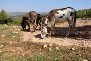 Experts avisen que en ple canvi climàtic les franges de protecció a les urbanitzacions són necessàries però insuficients. ACN