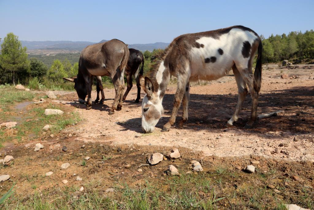 Experts avisen que en ple canvi climàtic les franges de protecció a les urbanitzacions són necessàries però insuficients. ACN