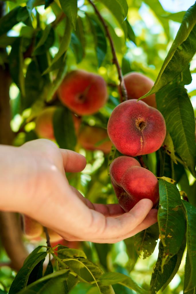 Fruita madurada a l'arbre i amb el màxim sabor. Ametller Origen