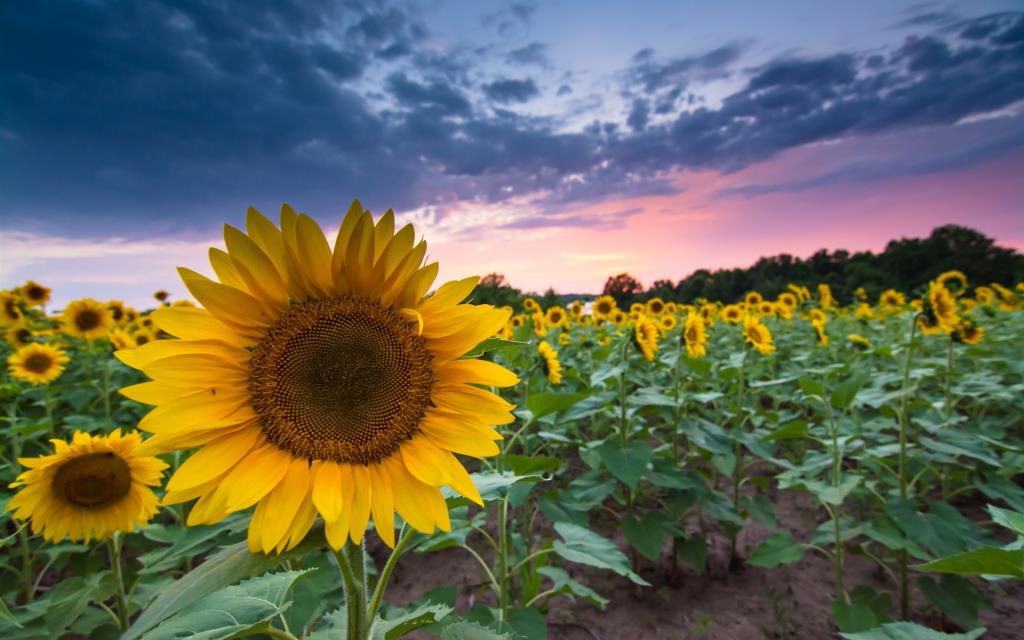 Girasols. Eix