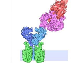 Imatge reproduïda amb permís del Protein Data Bank (RCSB PDB June 2020 Molecule of the Month (doi:10.2210/rcsb_pdb/mom_2020_6). David Goodsell