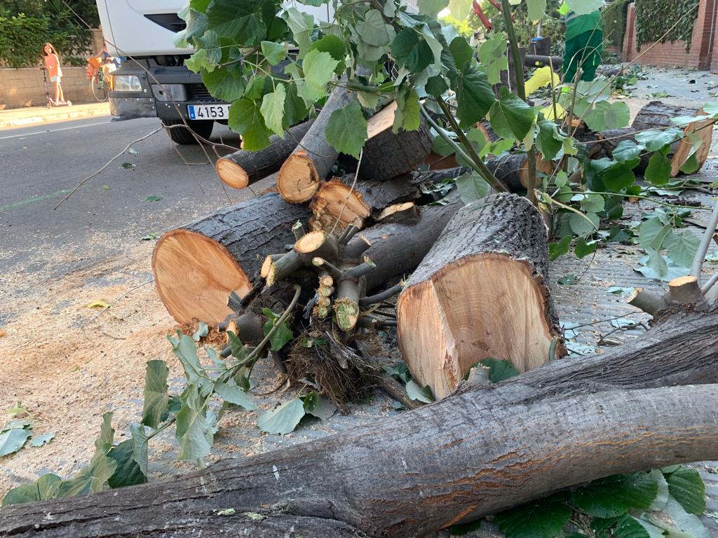 Indignació al barri de Ribes Roges per una tala d'arbres que consideren 