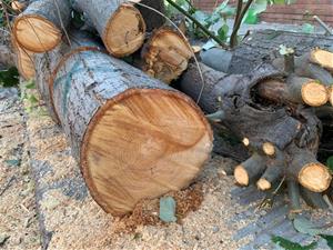 Indignació al barri de Ribes Roges per una tala d'arbres que consideren 