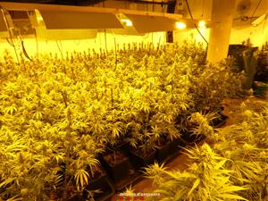 Ingressen a presó quatre homes responsables d'una plantació de marihuana en una casa de l'Alt Penedès. Mossos d'Esquadra