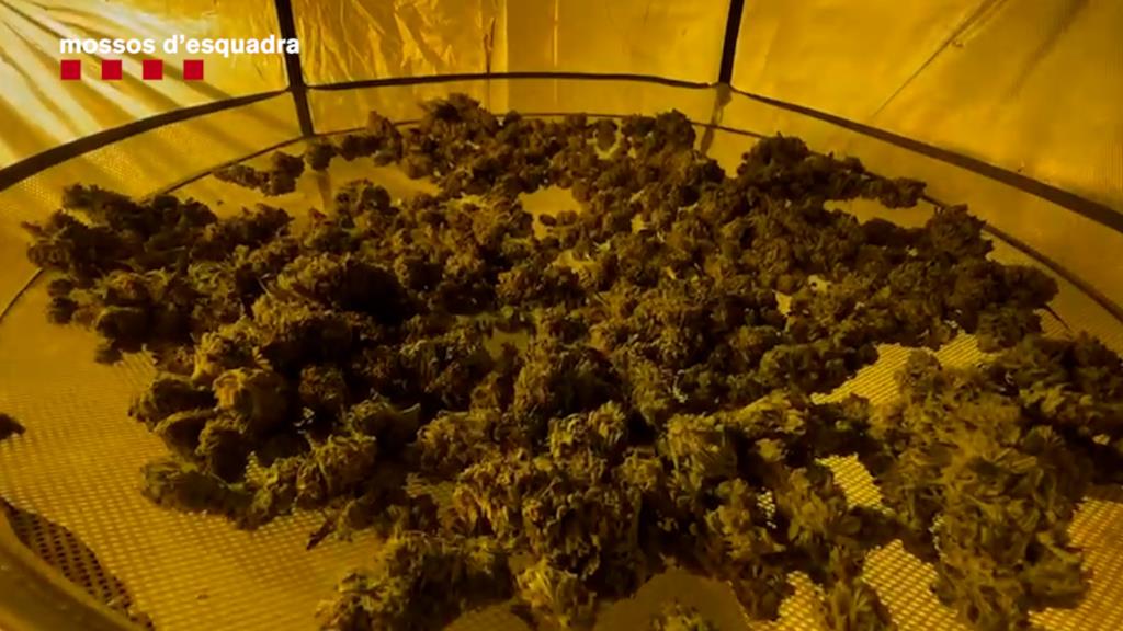 Ingressen a presó quatre membres d'un grup criminal detinguts a Segur de Calafell per dues plantacions de marihuana. ACN