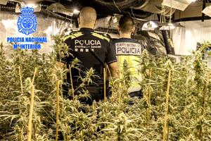 Intervenen més de 1.800 plantes de marihuana en dues plantacions interiors al Vendrell i a Cubelles. ACN