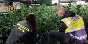 Intervingudes més de 700 planes de marihuana a Cunit. Ajuntament de Cunit