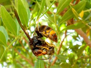 JARC reclama actuar contra la vespa asiàtica davant l'increment de nius detectats d'aquesta espècie invasora. ACN