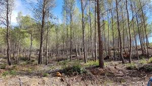 Jornada sobre bioeconomia del bosc a Olivella. Mancomunitat