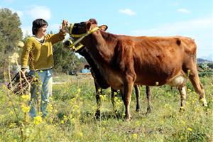 Joves ramaders volen reintroduir vaques lleteres a l'Anoia. ACN