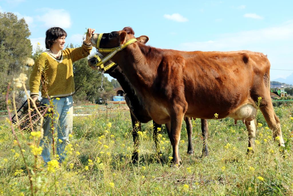 Joves ramaders volen reintroduir vaques lleteres a l'Anoia. ACN