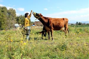 Joves ramaders volen reintroduir vaques lleteres a l'Anoia