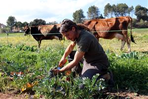 Joves ramaders volen reintroduir vaques lleteres a l'Anoia