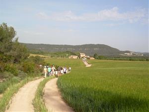 La Caminada Popular de Tous recorrerà nous camins oberts pels treballs de restauració del bosc cremat l’estiu passat. Ajuntament de Tous