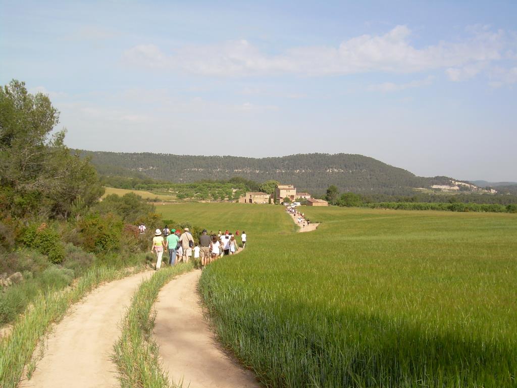 La Caminada Popular de Tous recorrerà nous camins oberts pels treballs de restauració del bosc cremat l’estiu passat. Ajuntament de Tous