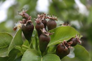 La campanya de la fruita tindrà la menor producció dels darrers 40 anys i caldrà 