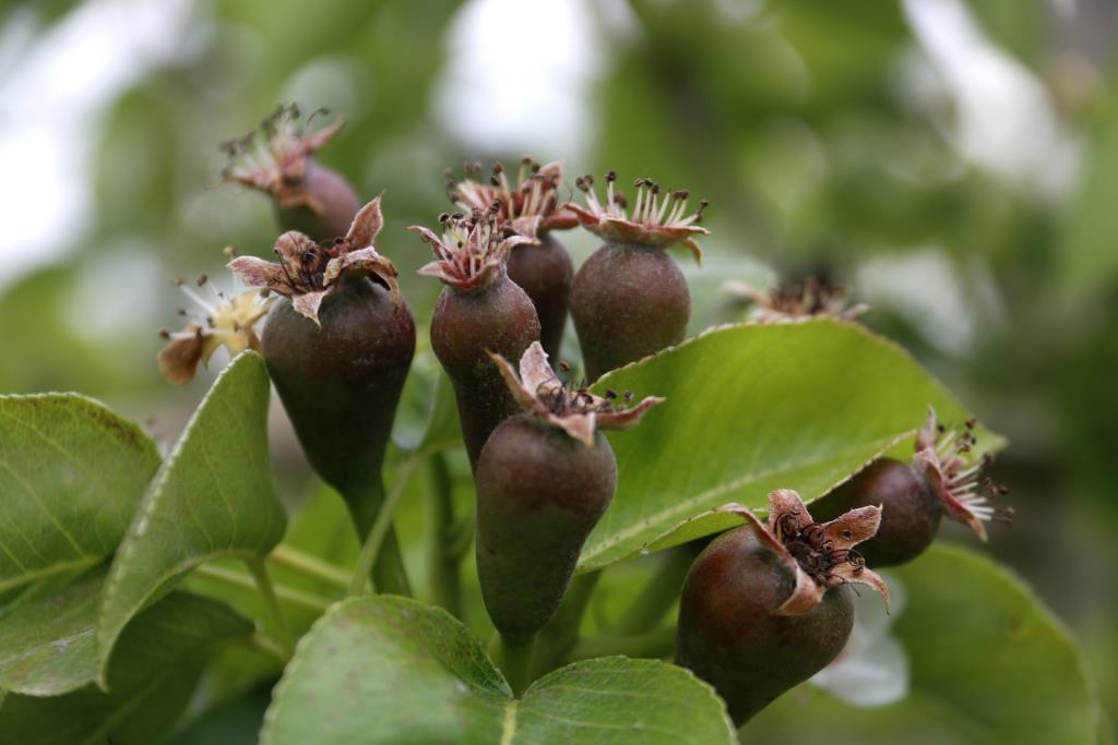 La campanya de la fruita tindrà la menor producció dels darrers 40 anys i caldrà 