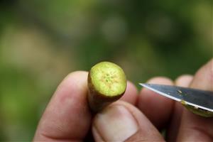 La campanya de la fruita tindrà la menor producció dels darrers 40 anys i caldrà 