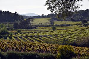 La DO Penedès aprova els primers vins categoritzats com a Gran Vi de Mas i Vi de Mas. DO Penedès