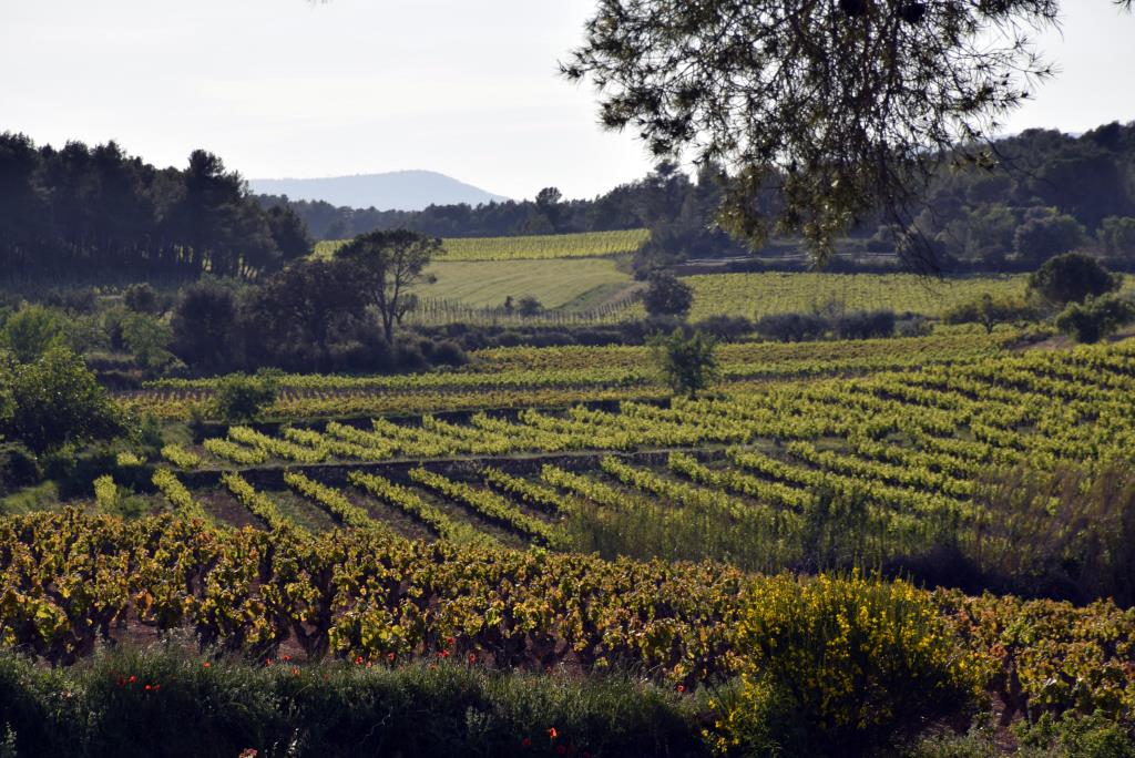 La DO Penedès aprova els primers vins categoritzats com a Gran Vi de Mas i Vi de Mas. DO Penedès