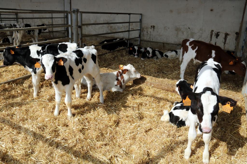 La guerra a Ucraïna dispara els costos de producció i genera incertesa al sector agrari pel risc de desproveïment. ACN