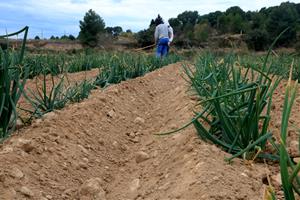 La IGP Calçot de Valls preveu produir al voltant de vint milions d’unitats malgrat la sequera i la calor. ACN