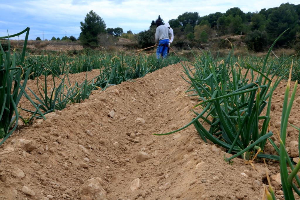 La IGP Calçot de Valls preveu produir al voltant de vint milions d’unitats malgrat la sequera i la calor. ACN