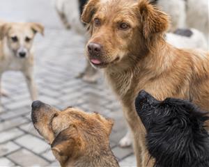 La Mancomunitat de la Conca d'Òdena prorroga el servei de recollida de gossos amb una empresa certificada. MICOD