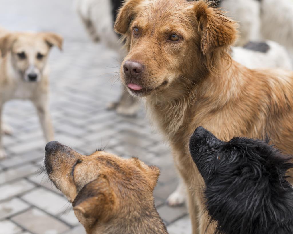 La Mancomunitat de la Conca d'Òdena prorroga el servei de recollida de gossos amb una empresa certificada. MICOD
