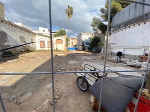 La palmera al jardi entre Llibertat i la Rambla. Eix