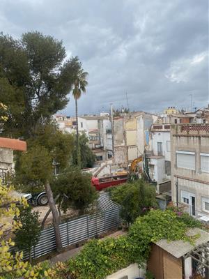 La palmera al jardi entre Llibertat i la Rambla