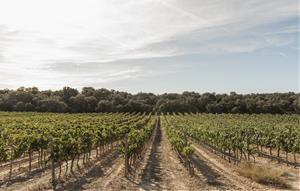 La ruta del vi del Penedès creix un 35% en nombre de visitants i se situa la quarta al rànquing estatal. ACN