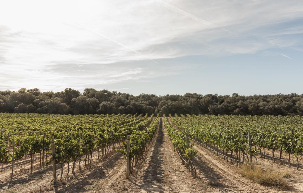 La ruta del vi del Penedès creix un 35% en nombre de visitants i se situa la quarta al rànquing estatal. ACN