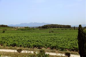 La ruta del vi del Penedès creix un 35% en nombre de visitants i se situa la quarta al rànquing estatal