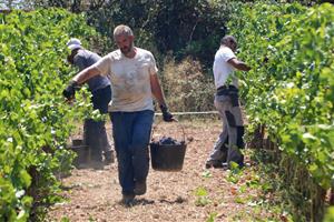 La verema de la DO Penedès comença més aviat que mai amb previsió que la collita minvi quasi un 25% degut a la sequera. ACN