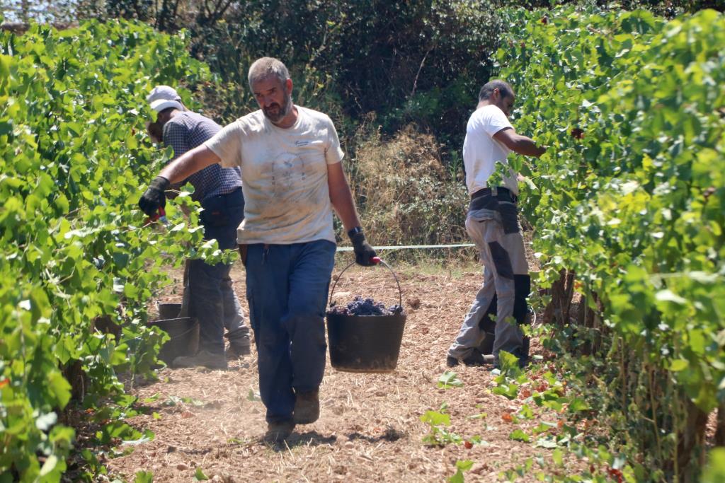 La verema de la DO Penedès comença més aviat que mai amb previsió que la collita minvi quasi un 25% degut a la sequera. ACN