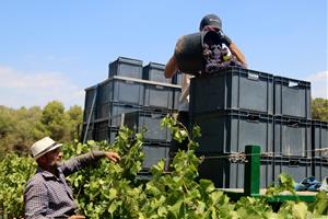 La verema de la DO Penedès comença més aviat que mai amb previsió que la collita minvi quasi un 25% degut a la sequera