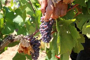 La verema de la DO Penedès comença més aviat que mai amb previsió que la collita minvi quasi un 25% degut a la sequera