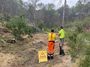 L'ADF de Sant Pere de Ribes comencen les tasques de neteja del bosc per evitar incendis