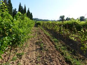 Les noves varietats de raïm resistents: eines per reduir l'ús de fitosanitaris i millorar la sostenibilitat de la vinya. INCAVI