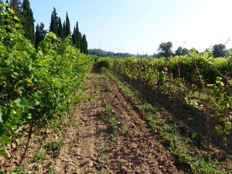Les noves varietats de raïm resistents: eines per reduir l'ús de fitosanitaris i millorar la sostenibilitat de la vinya. INCAVI