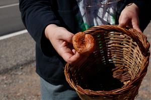 Les pluges de finals d'estiu salven una temporada de bolets que es preveu 