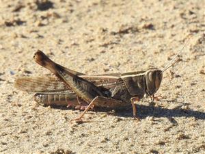 Llagost de litoral (Heteracris littoralis), fotografiat el 4 de novembre del 2022 a Ribes Roges. La Foixarda