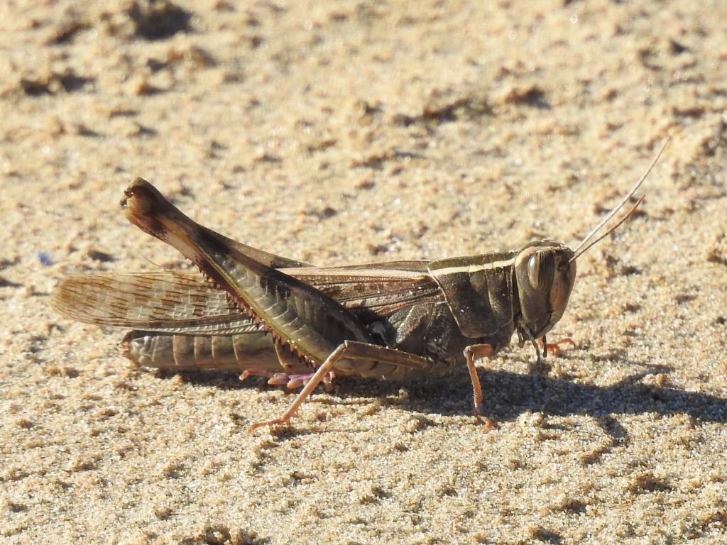 Llagost de litoral (Heteracris littoralis), fotografiat el 4 de novembre del 2022 a Ribes Roges. La Foixarda