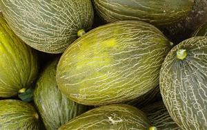 Melons de pell de gripau. Eix