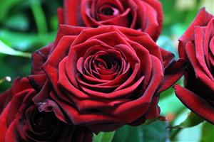 Mercabarna-flor preveu un Sant Jordi amb xifres pròximes a la prepandèmia i que es venguin uns sis milions de roses. ACN